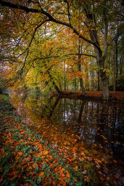 Dream forest in Wassenaar by Dirk van Egmond