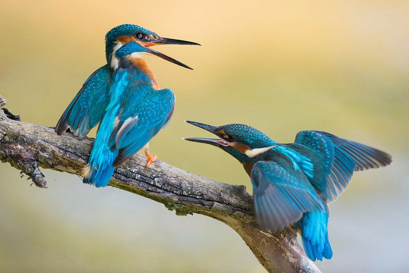 Eisvögel  ( Alcedo atthis ) im Streit ,  Altvogel wehrt Jungvogel ab, wildlife, Europa. von wunderbare Erde