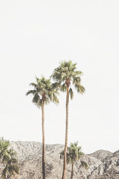 Palm Springs Palms by Kathrin Pienaar