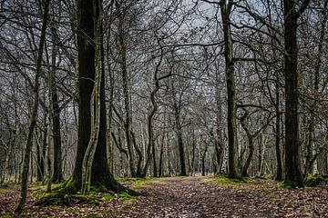 The mystique of bare trees