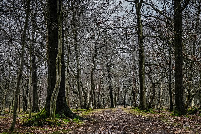 De mystiek van kale bomen van Tina Linssen