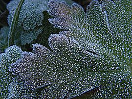 De eerste koude winternacht..  After a cold night... by Joke Schippers