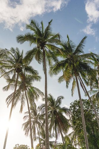 Tropische Hoogte Palmbomen onder de Blauwe Hemel