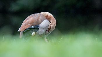 Nijlgans in de regen