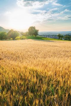 Grain field at sunset on the swabian alb