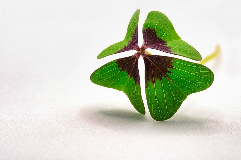 Un trèfle à quatre feuilles vous portera chance par Jolanda de Jong-Jansen