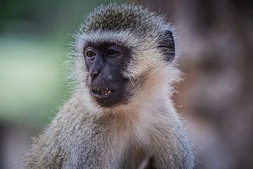 Monkey by Ingrid van Wolferen