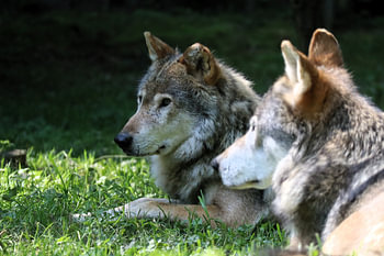 Loup gris