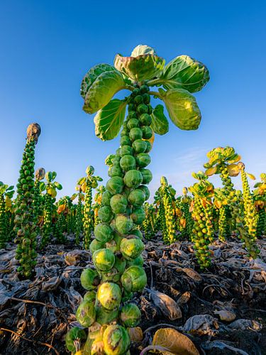 Sprout Tree