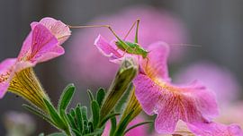 Grasshopper by Ingrid van Wolferen