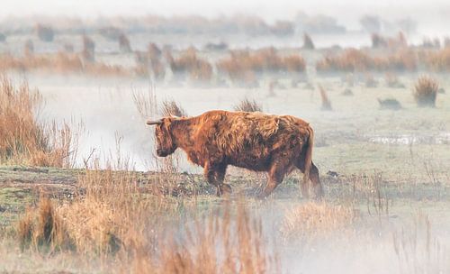 Schotse Hooglander in de mist