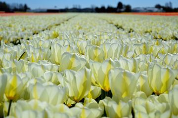 De witte van Frank's Awesome Travels