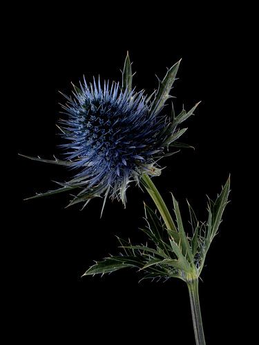 Distel auf Schwarz von Carine Belzon