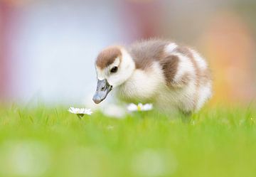 Nile goose chick with daisy by Remco Van Daalen