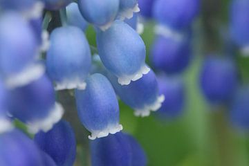 blue grape hyacinth von de buurtfotograaf Leontien