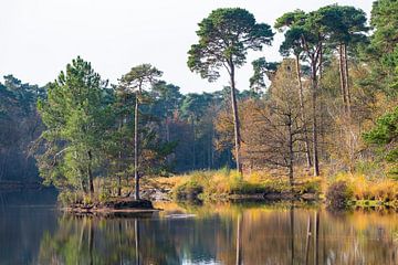 Eine wunderschöne Insel im schönen Esschenven, in den Wäldern und Mooren von Oisterwijk. von Els Oomis