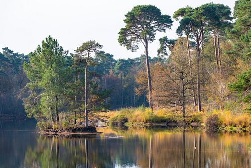 Een mooi eilandje in het prachtige van Esschenven, in de bossen en vennen van Oisterwijk.