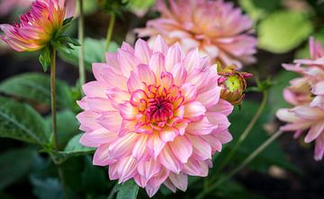 Roze Dhalia van Luis Emilio Villegas Amador