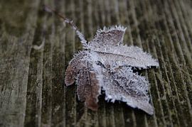 Hoarfrost on a leaf by RB-Photography
