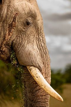 Olifant in close-up van Beeldpracht by Maaike