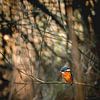 IJsvogel op een tak van MdeJong Fotografie
