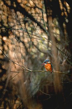 Eisvogel auf einem Ast von MdeJong Fotografie