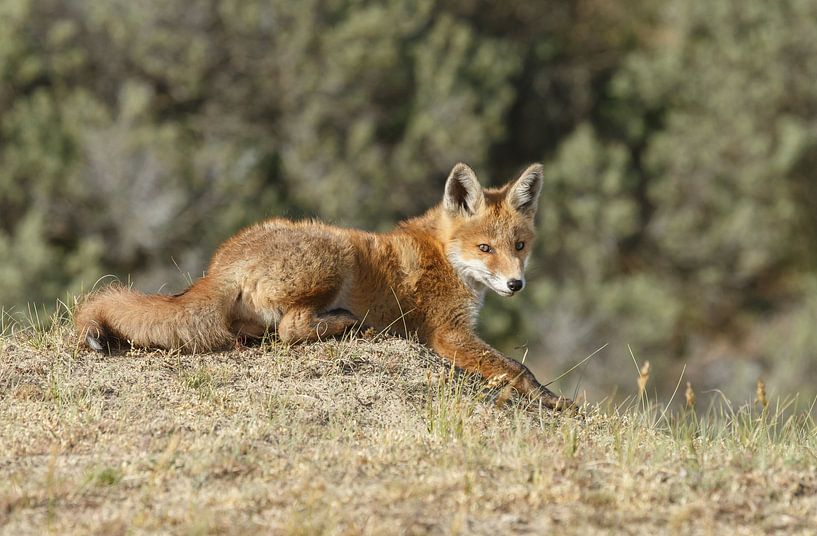 Jonge Vos  van Menno Schaefer