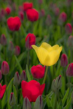 Opvallende tulp von Moetwil en van Dijk - Fotografie