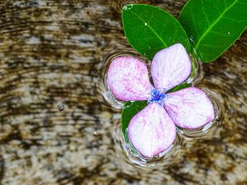 Paarse Hortensia in water van Liv Jongman