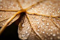 Herfstblad met waterdruppels