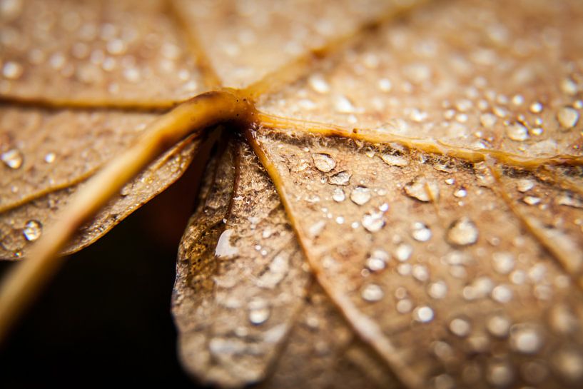 Herfstblad met waterdruppels par Dennis Claessens