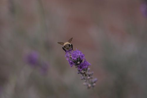 Biene auf Lavendel