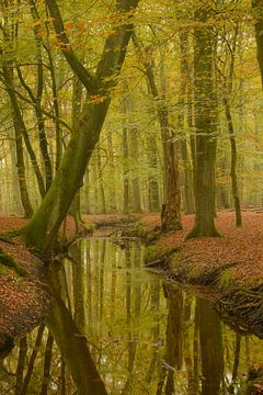 Ein Bach in einem Buchenwald an einem schönen Herbsttag von Sjoerd van der Wal Fotografie