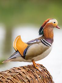 Mandarijneend van nederland_natuur