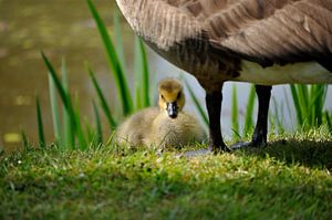 Lente zorgt voor nieuw leven