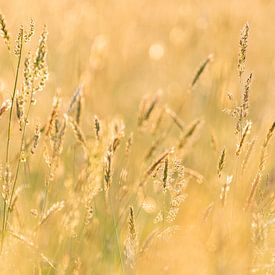 grasses in the evening light by Margreet Riedstra