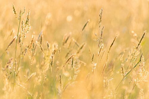 grasses in the evening light by Margreet Riedstra