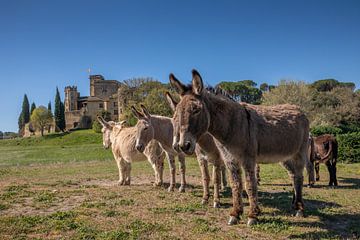 Gruppe von Eseln vor dem Schloss Loumarin in Frankreich