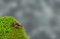 Kleiner Grasfrosch (Rana temporaria) von Ursula Di Chito Miniaturansicht