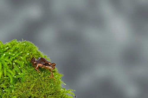 Kleiner Grasfrosch (Rana temporaria)
