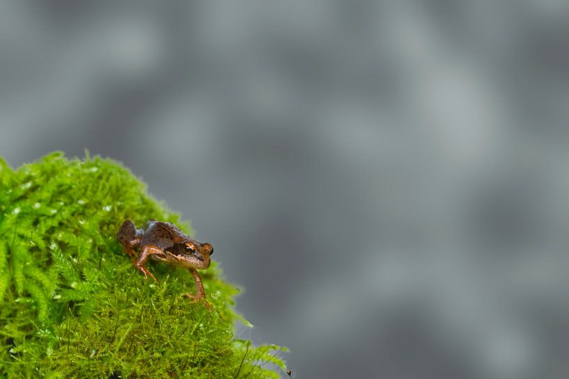  Little grassfrog (Rana temporaria) by Puravida - Photography and photo art
