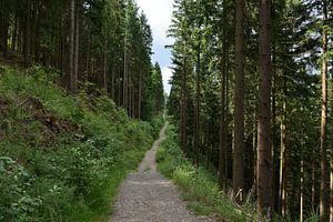 Waldspaziergang