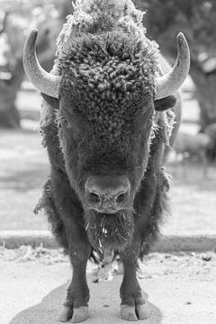 Stoere en krachtige bizon van DsDuppenPhotography