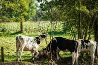 3 koeien in het weiland van Dennis Timmer thumbnail