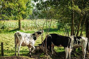 3 koeien in het weiland sur Dennis Timmer