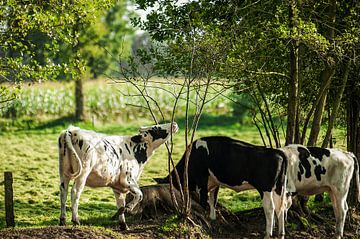 3 koeien in het weiland
