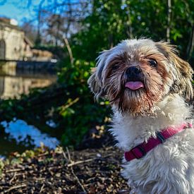 Shi Tzu: Treuer Freund am Wasser von Kristof Leffelaer