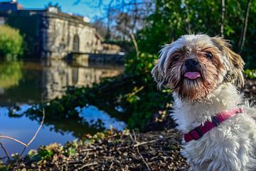 Shi Tzu : un ami fidèle au bord de l'eau sur Kristof Leffelaer