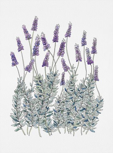 Lavendelblüten – Illustration vom Blumenmarkt
