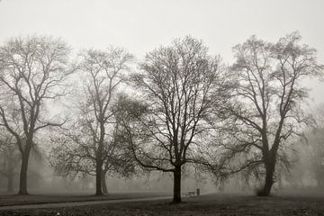 Parklandschap met bomen in de mist